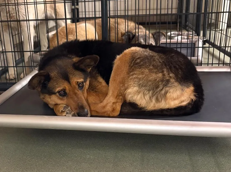 Galadriel thumbnail 3