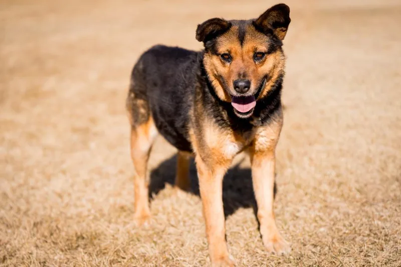 Galadriel thumbnail 4