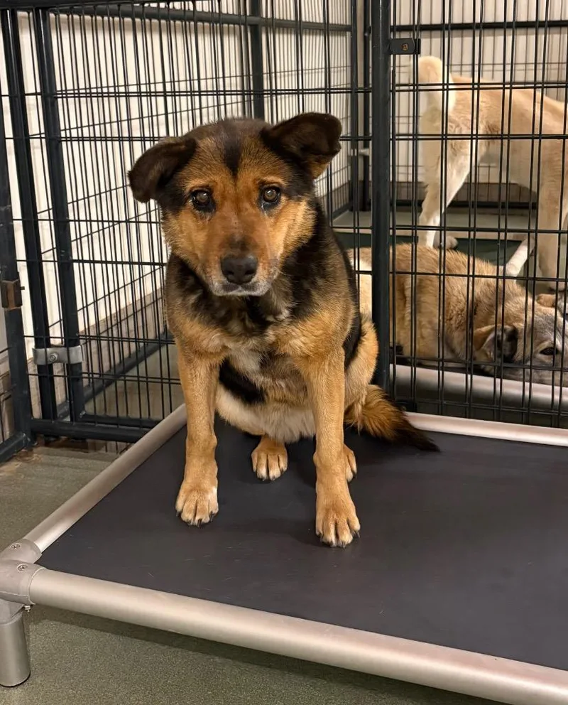 Galadriel thumbnail 5