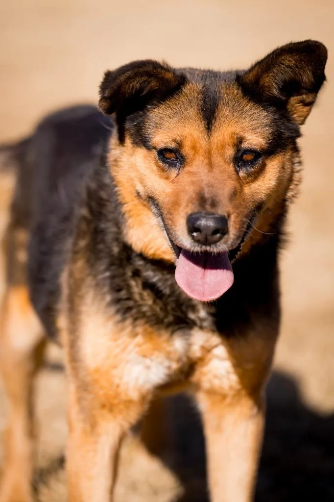 Galadriel thumbnail 6