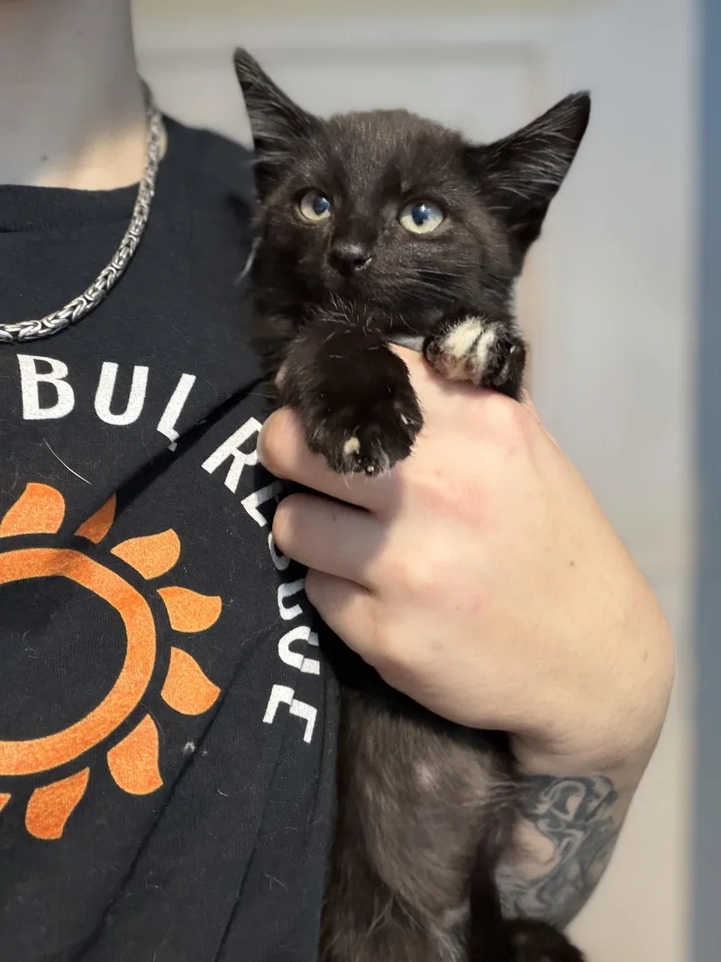 A baby small-sized male Black Domestic Short Hair cat named Simon for adoption in Felton, PA