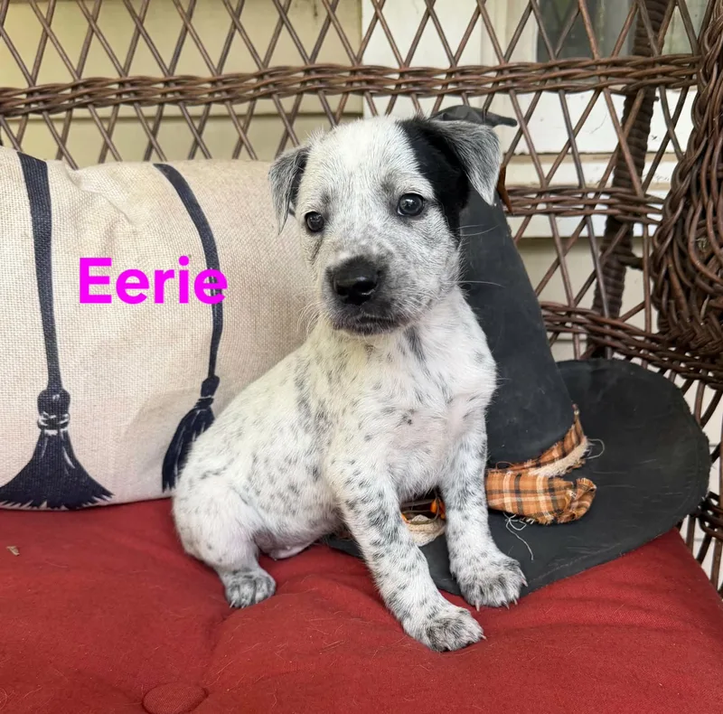 A baby medium-sized female White / Cream American Staffordshire Terrier dog named Eerie for adoption in Blairstown, NJ