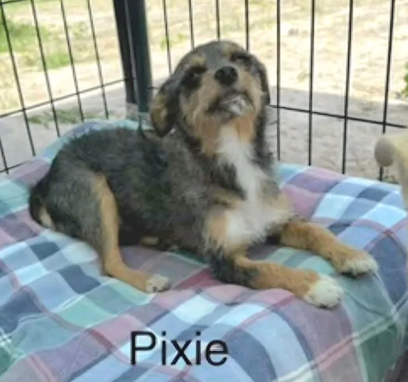 A young small-sized female Terrier dog named Pixie for adoption in St. Augustine, FL
