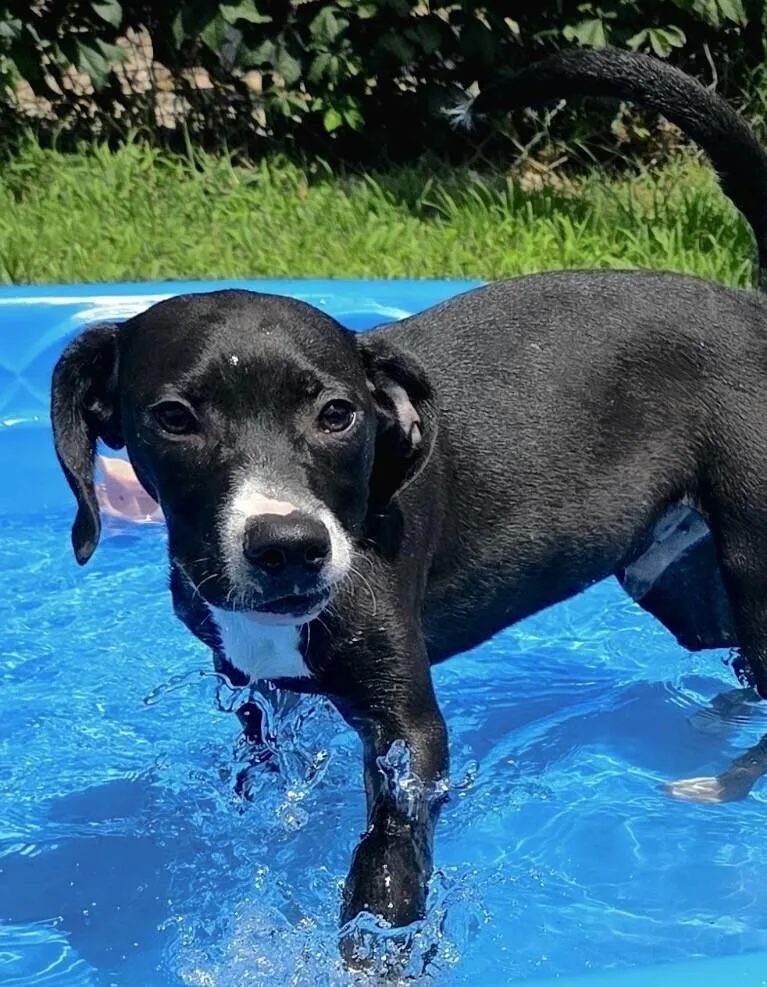 A baby medium-sized male Tricolor (Brown, Black, & White) Hound dog named Pup Dean for adoption in Washington, DC