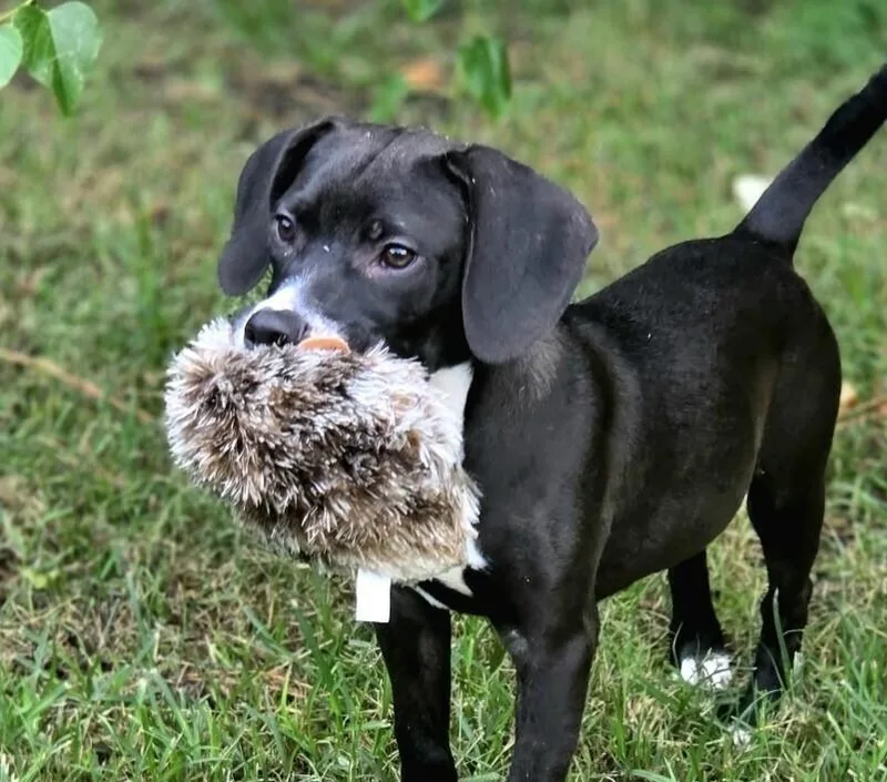 Pup Dean thumbnail 2