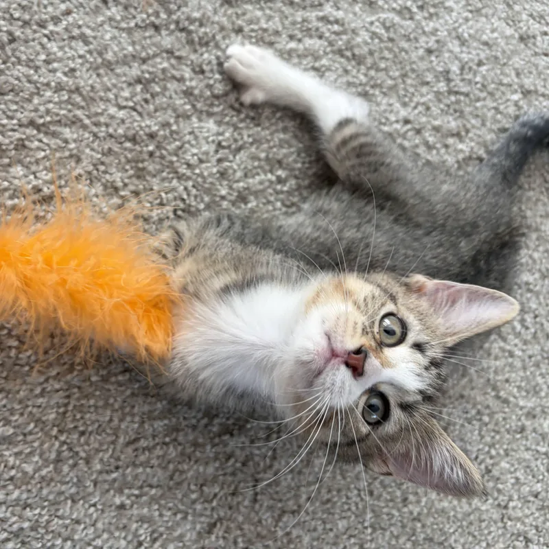 A baby medium-sized male Tabby (Buff / Tan / Fawn) Domestic Short Hair cat named Walking Stick for adoption in Royal Oak, MI