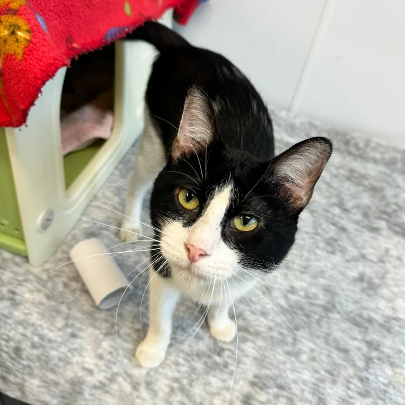 An adult medium-sized male Black Domestic Short Hair cat named Sir Screams Alot for adoption in Fort Wayne, IN