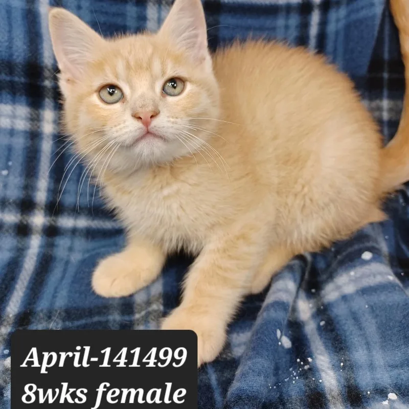 A baby small-sized female Domestic Short Hair cat named April for adoption in New Tazewell, TN
