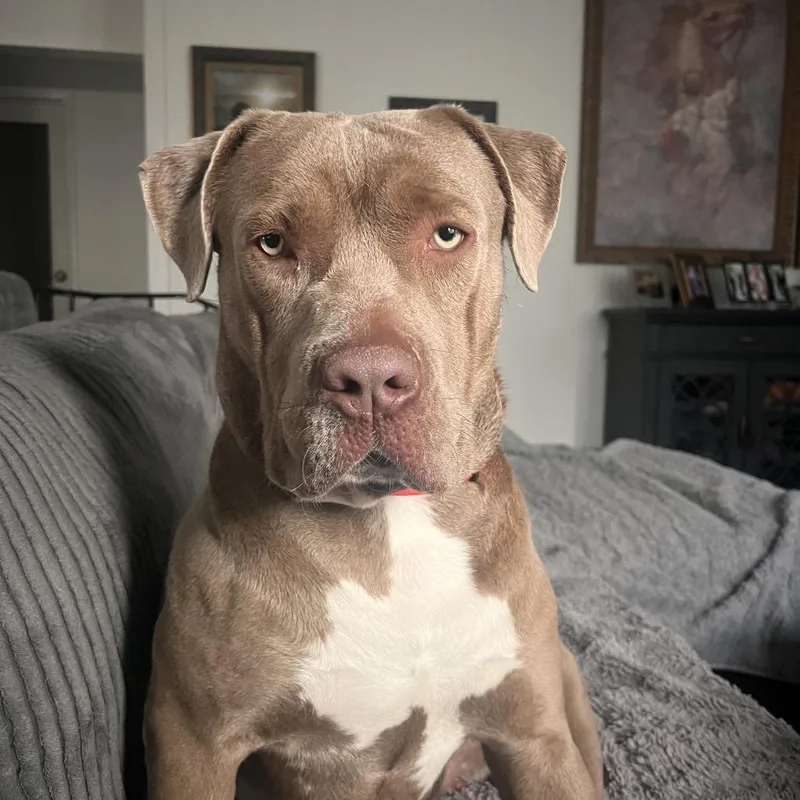 An adult medium-sized male Mixed Breed dog named Jasper for adoption in San Diego, CA