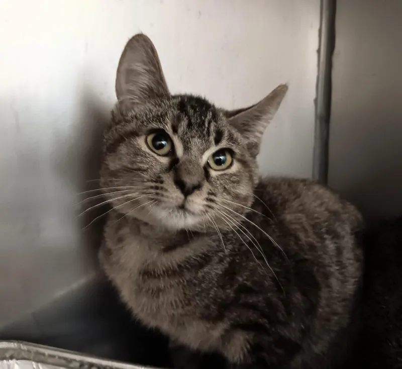 A baby small-sized female Domestic Short Hair cat named Mystery for adoption in New Braunfels, TX