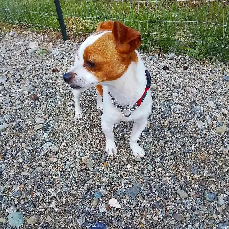 Charlie thumbnail 3