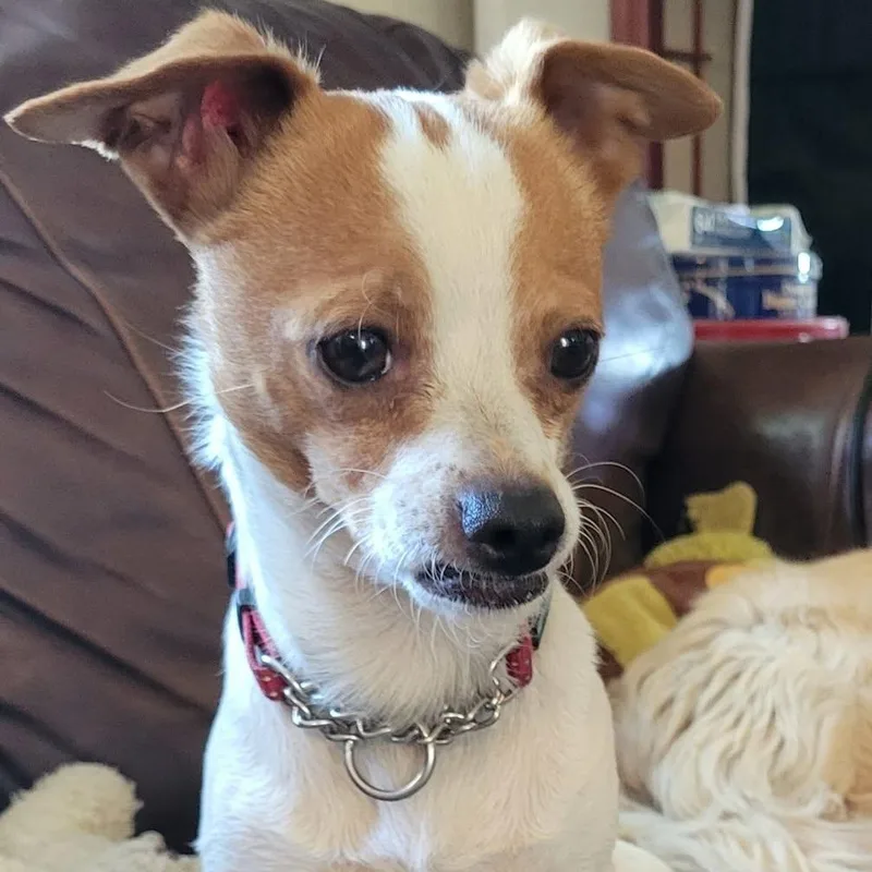 Charlie thumbnail 4
