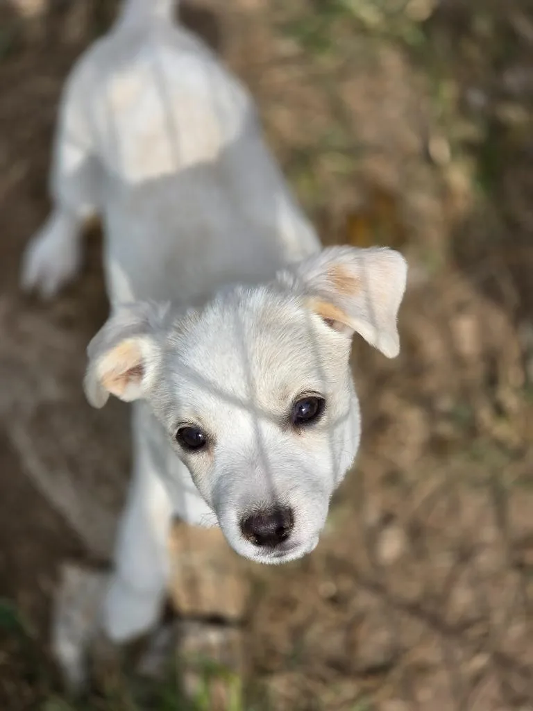 A baby medium-sized female Australian Shepherd dog named Annie for adoption in Carthage, MO