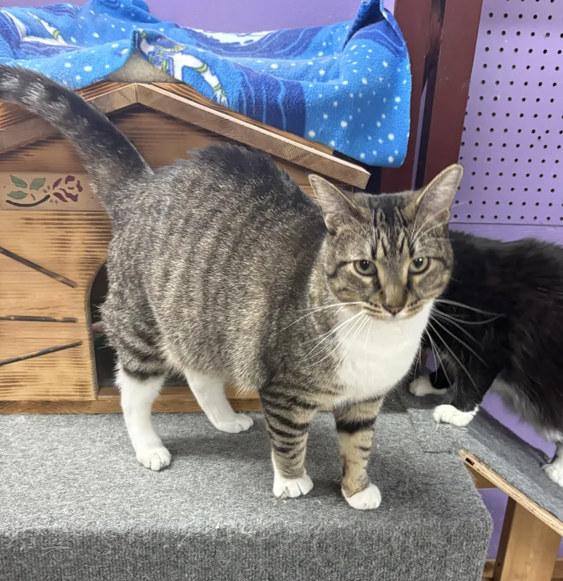 An adult medium-sized male Tabby (Buff / Tan / Fawn) Domestic Short Hair cat named Johnny for adoption in Faribault, MN