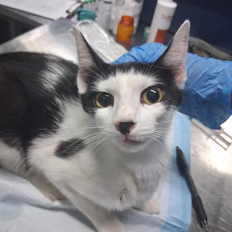 An adult medium-sized female Black Domestic Short Hair cat named Montana for adoption in Summerville, SC