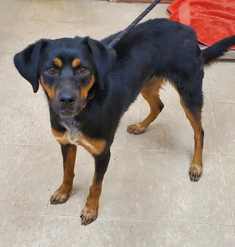 A young medium-sized female Rottweiler dog named Zayda for adoption in Loveland, CO