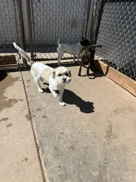 An adult small-sized male White / Cream Mixed Breed dog named Nimitz for adoption in Hobbs, NM