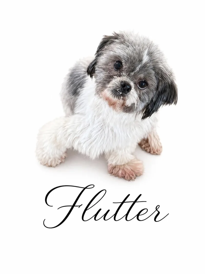 Flutter