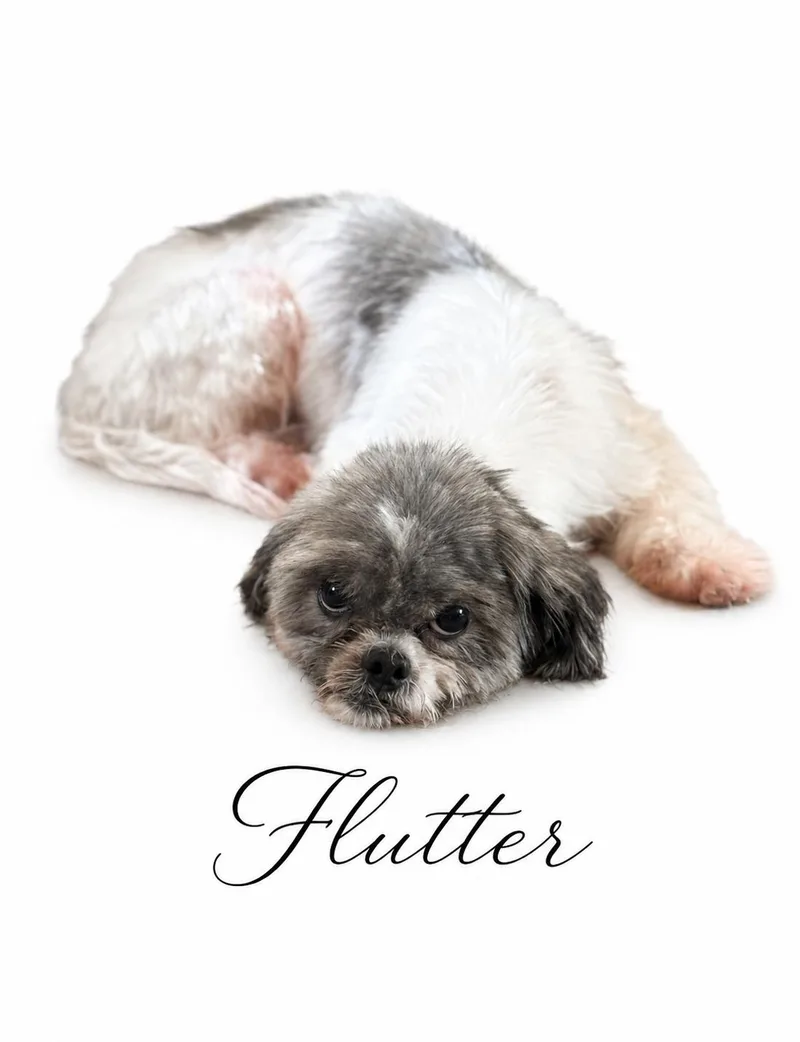 Flutter thumbnail 2
