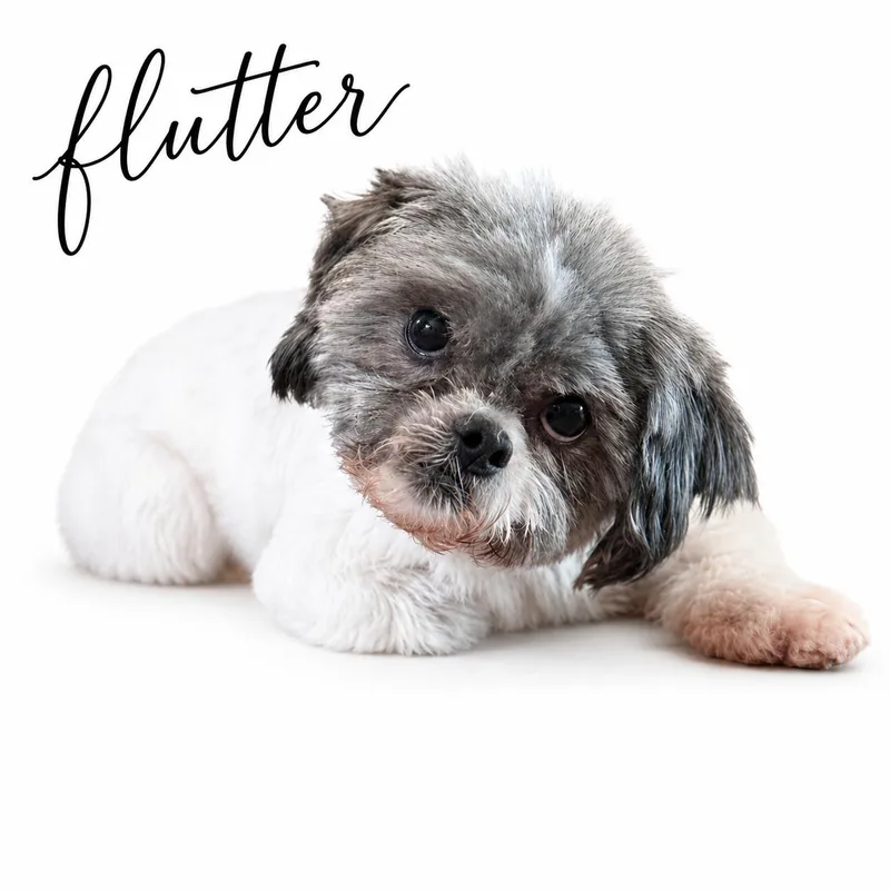 Flutter thumbnail 4