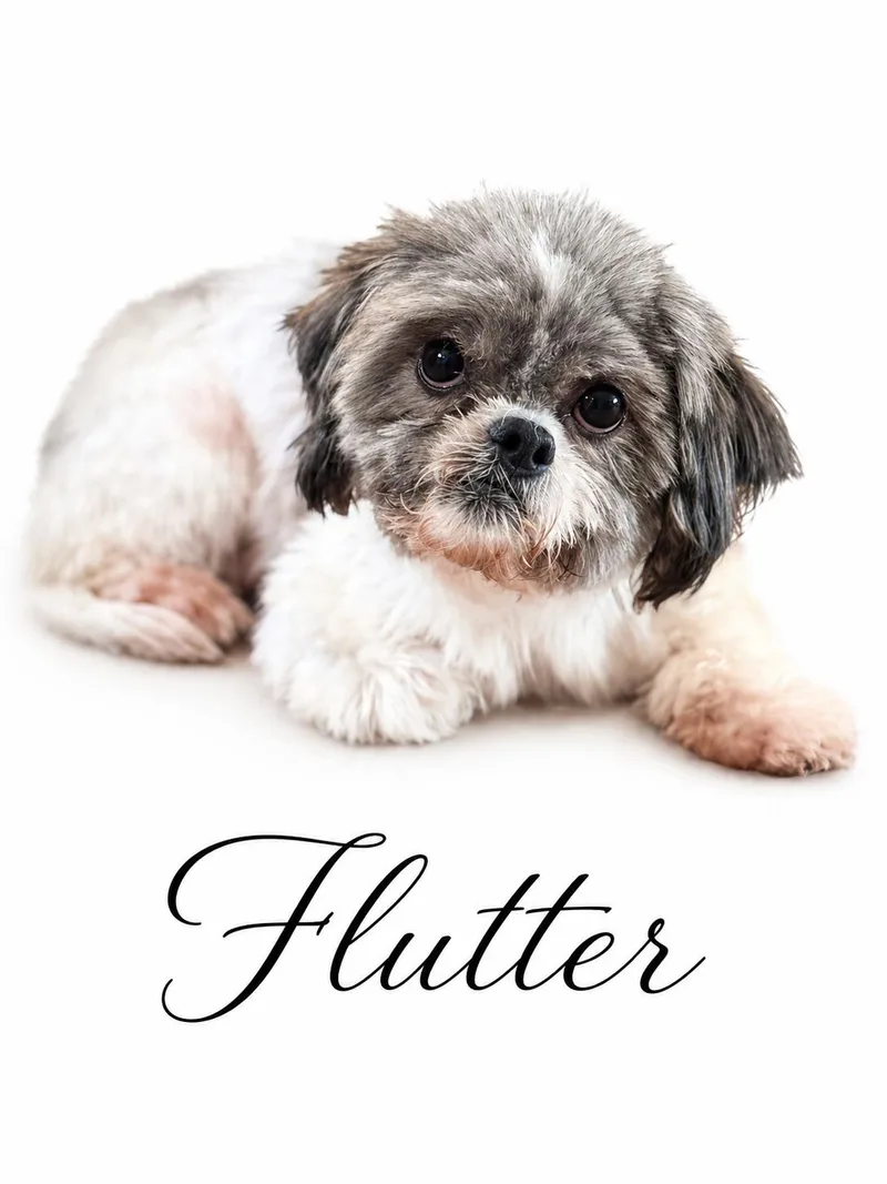 Flutter thumbnail 5