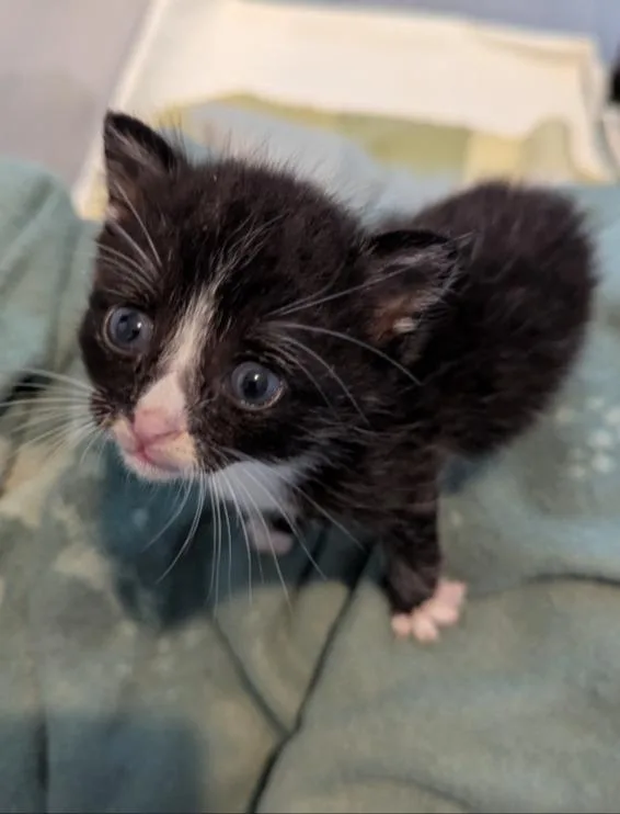 A baby medium-sized male Domestic Short Hair cat named Sherman for adoption in Hartsville, SC