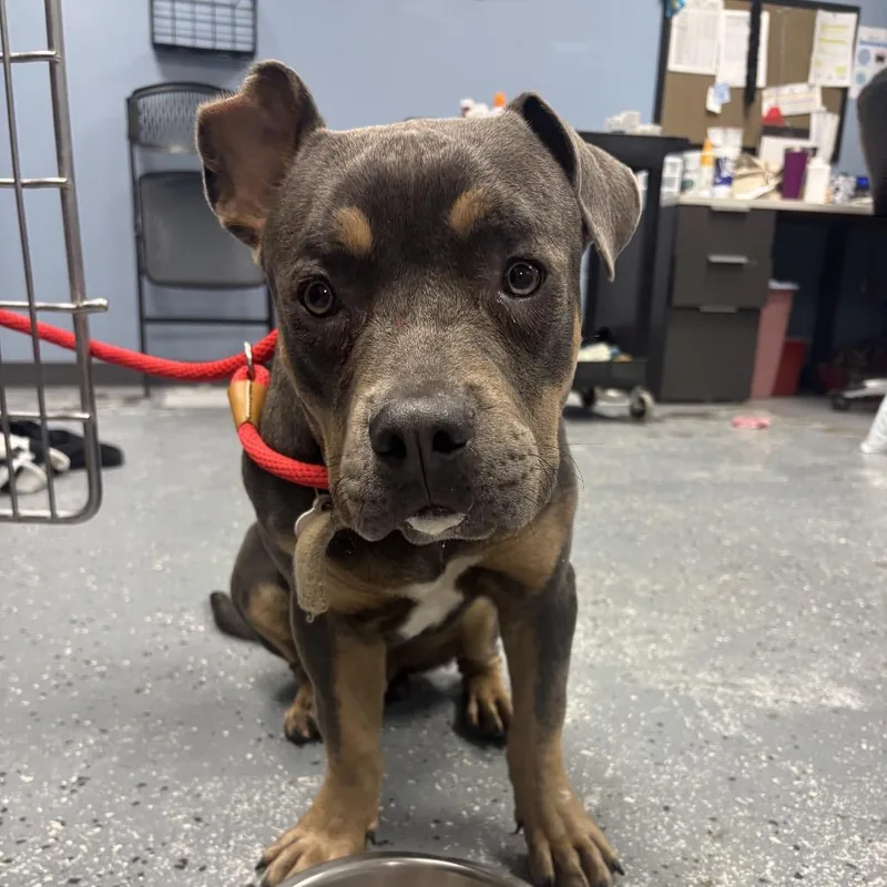 An adult small-sized male Gray / Blue / Silver Pit Bull Terrier dog named Duke for adoption in St Joseph, MO