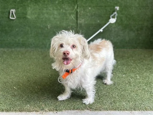 An adult small-sized male Terrier dog named Sampson for adoption in Lancaster, CA