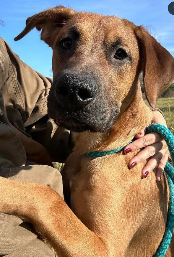 An adult large-sized male Mixed Breed dog named Duke for adoption in Columbia, TN