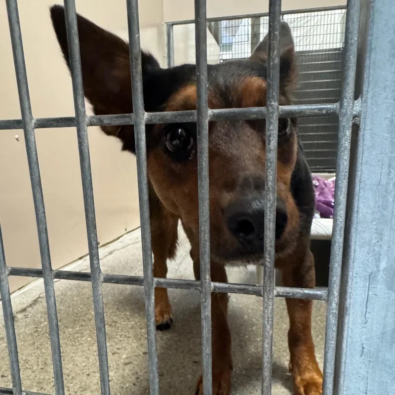 An adult small-sized female Brown / Chocolate Australian Kelpie dog named Piper for adoption in Murray, UT