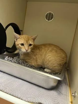An adult medium-sized male Domestic Short Hair cat named Revere for adoption in Fairfax, VA