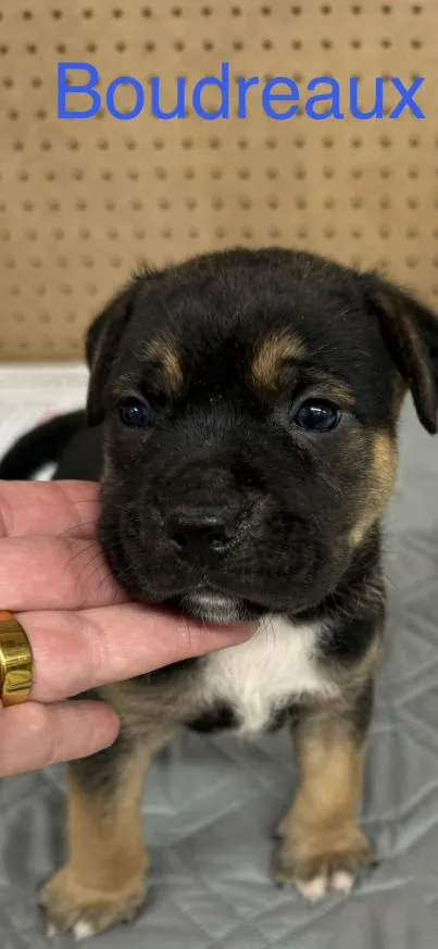 A baby small-sized male Tricolor (Brown, Black, & White) Mixed Breed dog named Boudreaux for adoption in Grand Rapids, MI