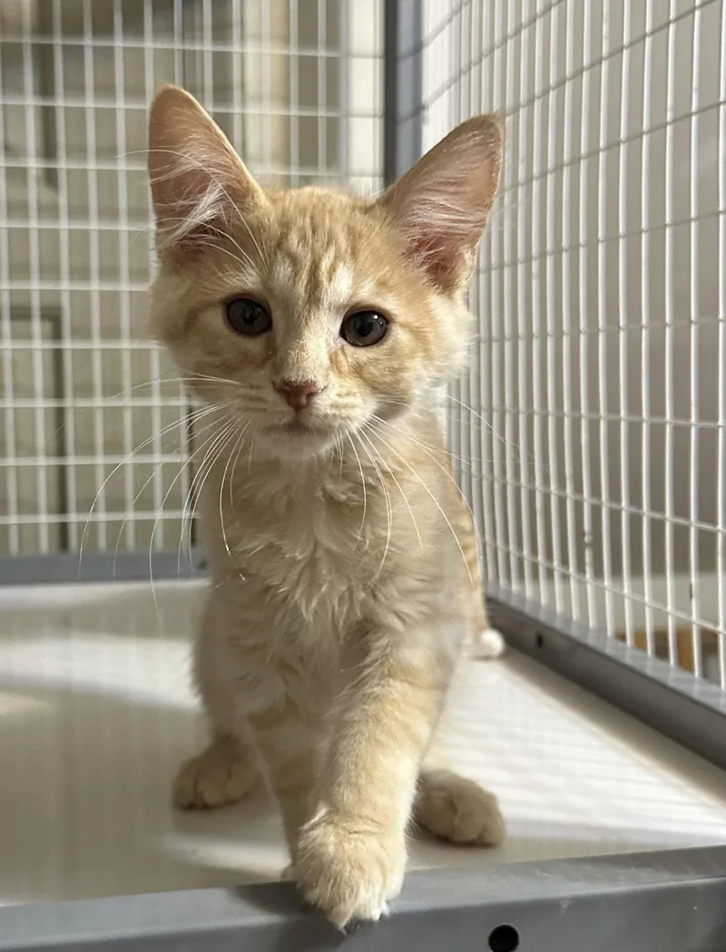 A young small-sized male Orange / Red Domestic Medium Hair cat named Cream Puff for adoption in Newtown Square, PA