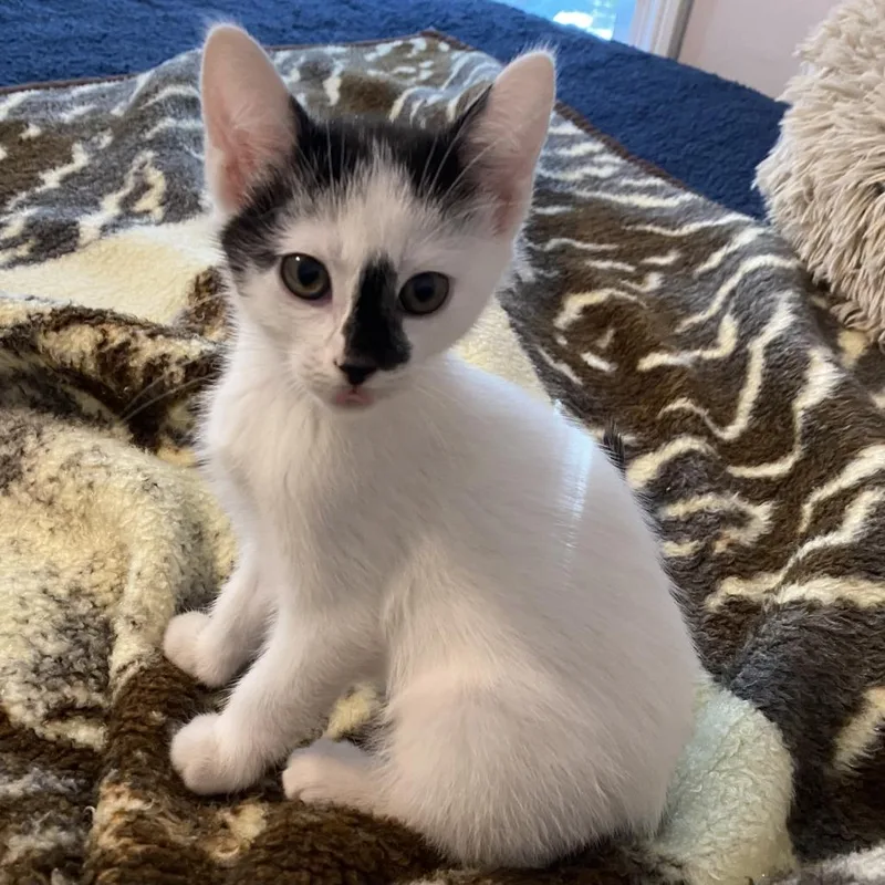 A baby small-sized female Black Domestic Short Hair cat named Pumpkin Patch for adoption in Evanston, IL