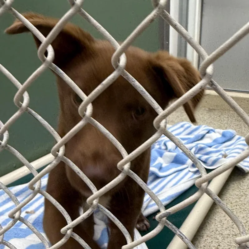 A young medium-sized female Brown / Chocolate Australian Shepherd dog named Raelynn for adoption in Freeport, FL