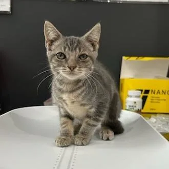 A baby small-sized female Gray / Blue / Silver American Shorthair cat named Jyri for adoption in Livingston, TX