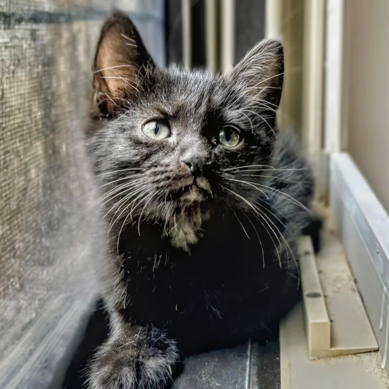 A baby small-sized female Black Domestic Short Hair cat named Ember for adoption in Albuquerque, NM