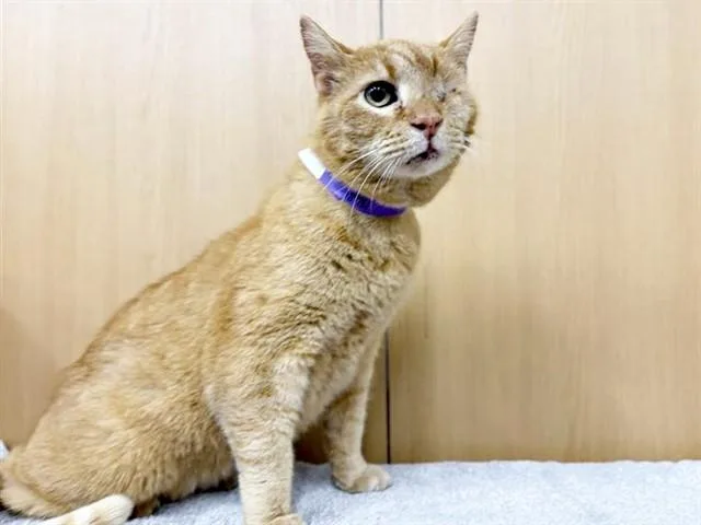 A senior medium-sized male Domestic Short Hair cat named Parrot for adoption in Saint Louis, MO