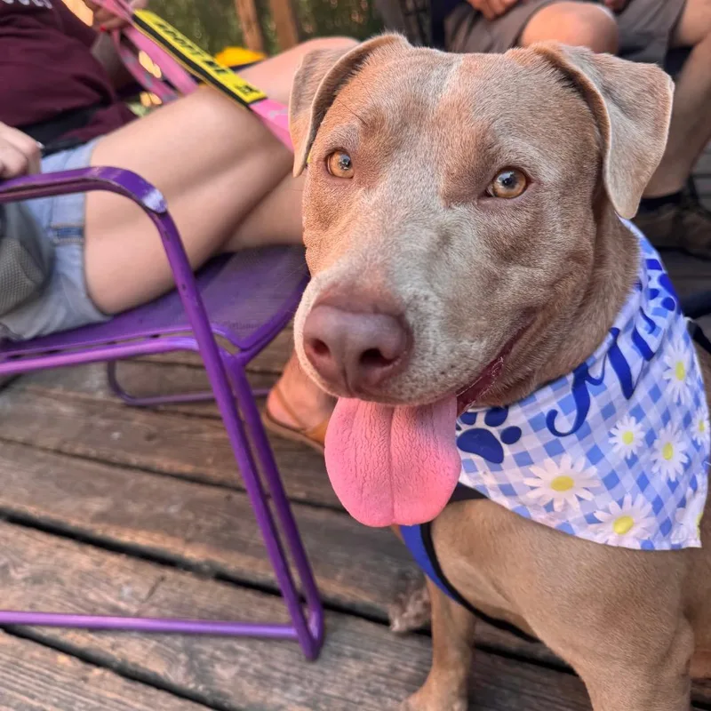 An adult large-sized male Brown / Chocolate Terrier dog named Wilbert for adoption in St. Louis, MO