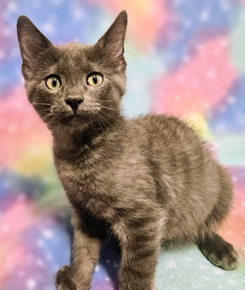 A baby medium-sized male Gray / Blue / Silver Domestic Short Hair cat named Smoky Rancho Cucamonga for adoption in Yorba Linda, CA