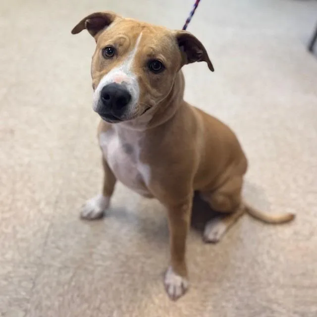 A young medium-sized female Yellow / Tan / Blond / Fawn Pit Bull Terrier dog named Nova for adoption in Bullhead City, AZ