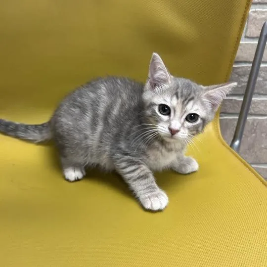 A baby small-sized female Gray / Blue / Silver Domestic Short Hair cat named Flower Bed for adoption in Davenport, IA