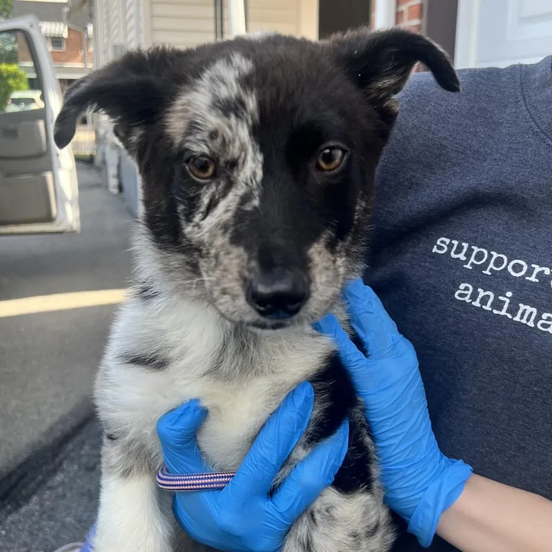 A baby medium-sized male Black Terrier dog named Butters for adoption in Allentown, PA