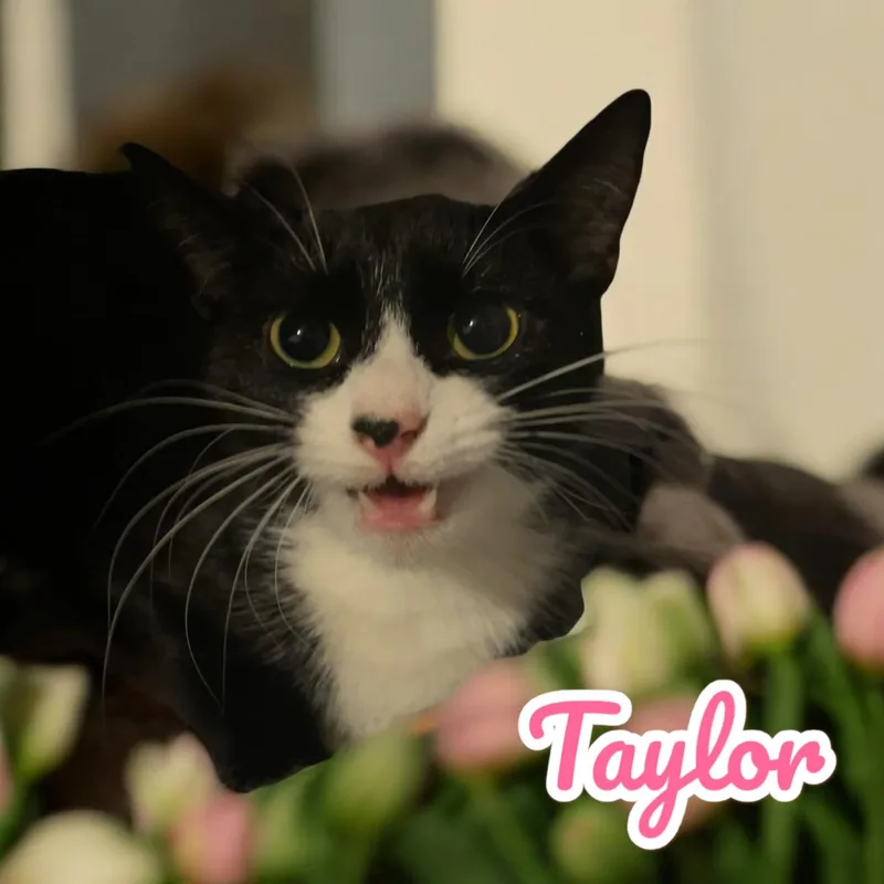 Taylor  Nj thumbnail 3