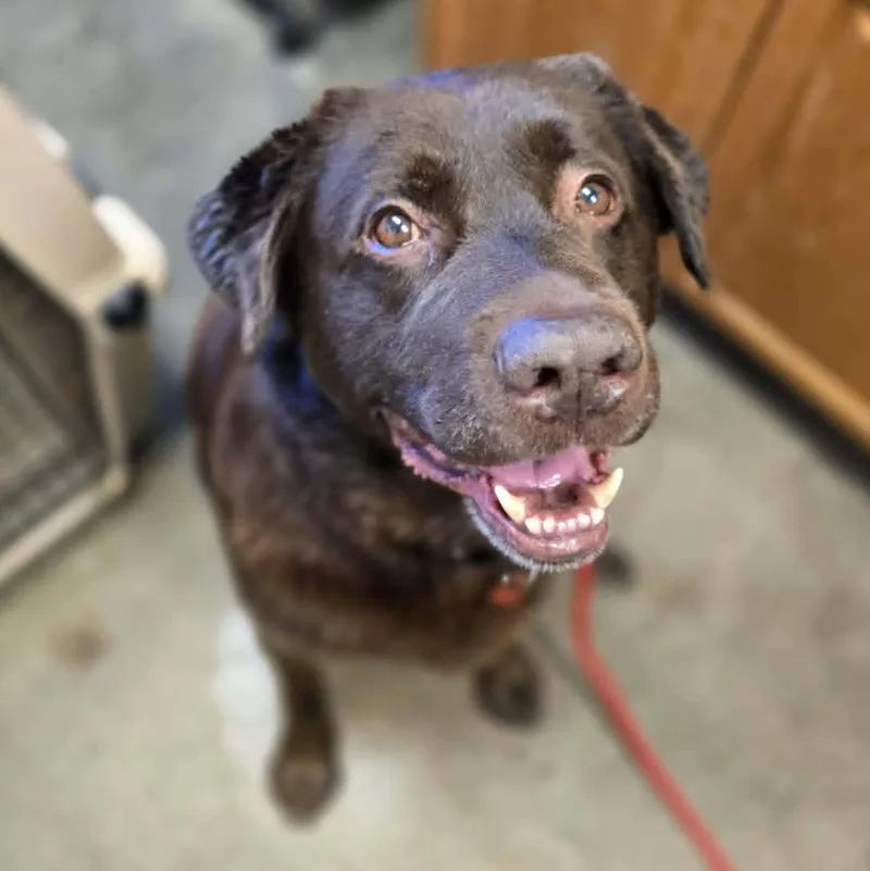 A senior extra large-sized male Brown / Chocolate Chocolate Labrador Retriever dog named Coco for adoption in Grants Pass, OR