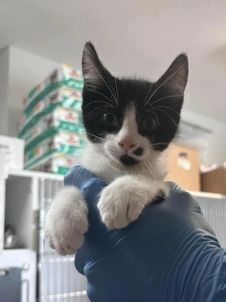 A baby medium-sized male Domestic Short Hair cat named Brown for adoption in Bolivar, MO