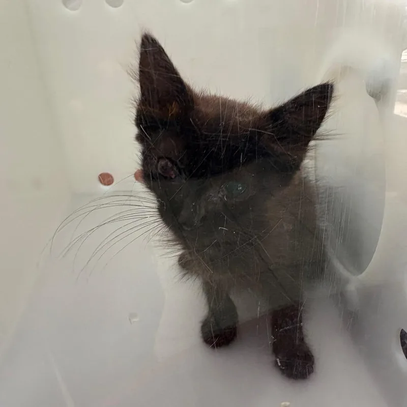 A baby small-sized female Brown / Chocolate Domestic Short Hair cat named Cactus for adoption in Columbus, GA
