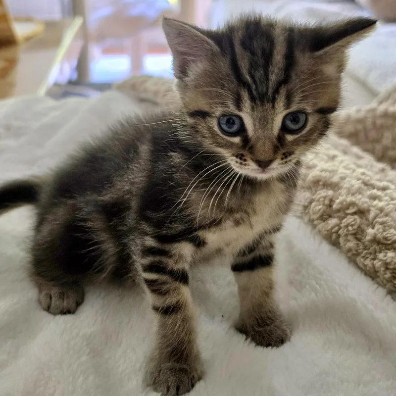 A baby small-sized male Tabby (Brown / Chocolate) Domestic Short Hair cat named Ziggy for adoption in Alexandria, VA