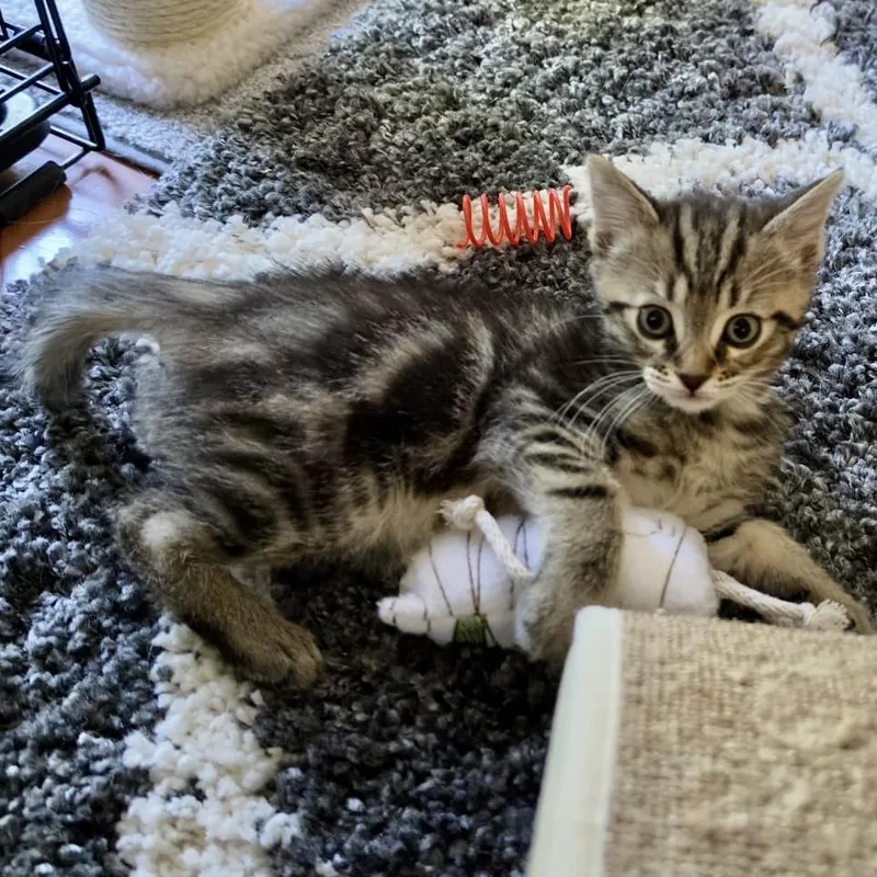 Ziggy thumbnail 3