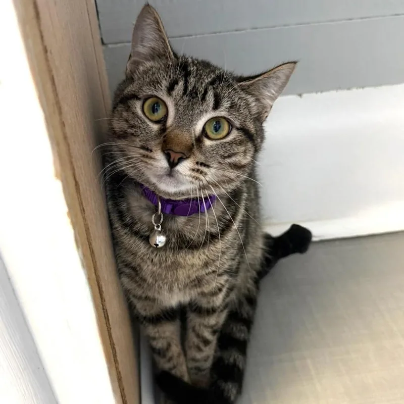 An adult medium-sized female Tabby (Brown / Chocolate) Domestic Short Hair cat named Astra for adoption in Greensburg, PA